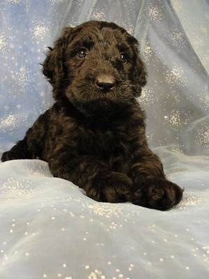 Female Giant schnoodle puppies|Iowa breeder with a puppy sale 2012